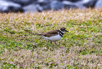 bird (2 of 7)