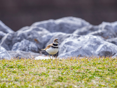 bird (1 of 7)