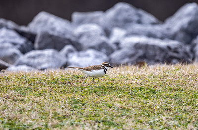 bird (3 of 7)