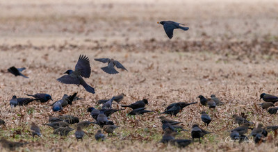 bird (6 of 7)