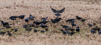bird (7 of 7)