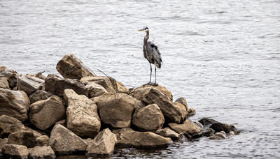 bird (5 of 7)